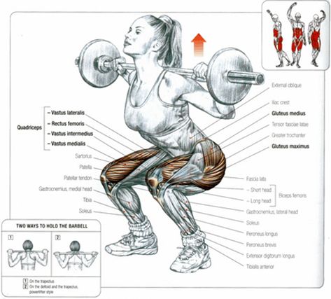 #Muscles involved in the #BackSquat. The lower back and upper back muscles (spinal erectors, rhomboids, trapezius) are active as well during a back #squat. Hardcore Workout, Back Squats, Killer Workouts, Muscle Anatomy, Gym Routine, Toning Workouts, Fat Loss Workout, Strength Workout, Leg Workout