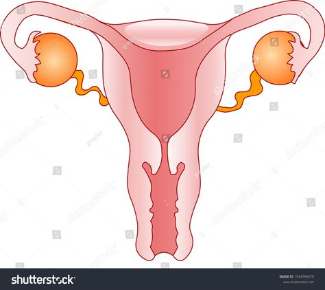 Ovary Anatomy Drawing, Uterus Diagram, Female Reproductive System Drawing, Women Reproductive System, Reproductive System Drawing, Uterus Drawing, Female Reproductive System Diagram, Female Reproductive System Anatomy, Blank White Background