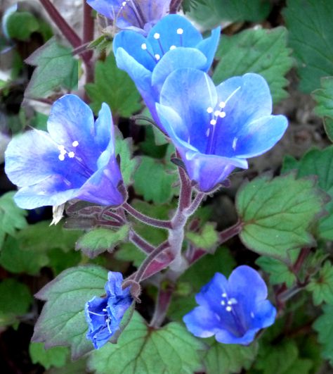 Bluebells in Spring Phacelia Campanularia, Desert Bluebells, Desert Cactus, Cactus, Plants, Flowers, Quick Saves