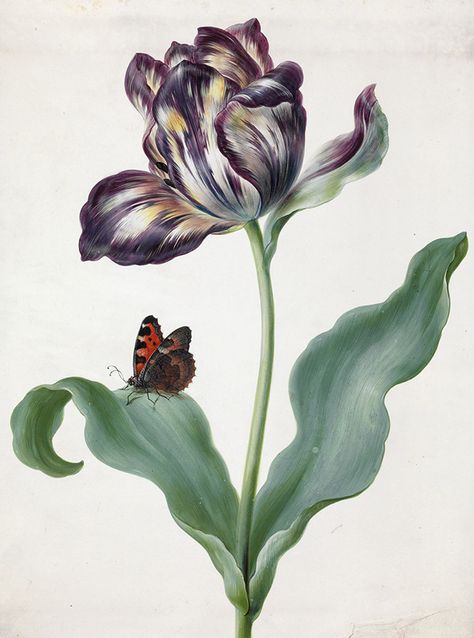 Small tortoiseshell and tulip by Maria Sibella Merian (1647-1717). Bodycolour on vellum, late 1600s © The Trustees of the Natural History Museum, London. Tulip Illustration, Botanical Tulip, Vegetable Illustration, Tulip Painting, Floral Tattoo Design, Women Artists, Vintage Botanical Prints, Japanese Flowers, Botanical Drawings