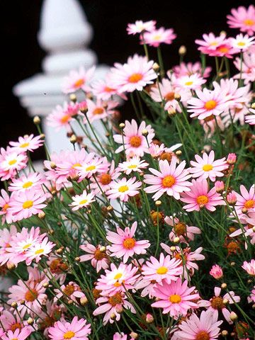 I couldn't contain my excitement when I found these.  Marguerite Daisies for the little girl who grew up in this house. Marguerite Daisy, Sunflowers And Daisies, Daisy Love, Have Inspiration, Pink Garden, Flowering Plants, Deco Floral, Pink Daisy, Beautiful Blooms