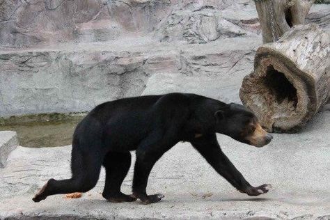 The Malayan Sun Bears Look Like Humans Wearing a Bear Costume Malayan Sun Bear, Sun Bear, Bear Costume, Funny Bears, Bear Pictures, Love Bear, Silly Animals, Weird Animals, Black Bear