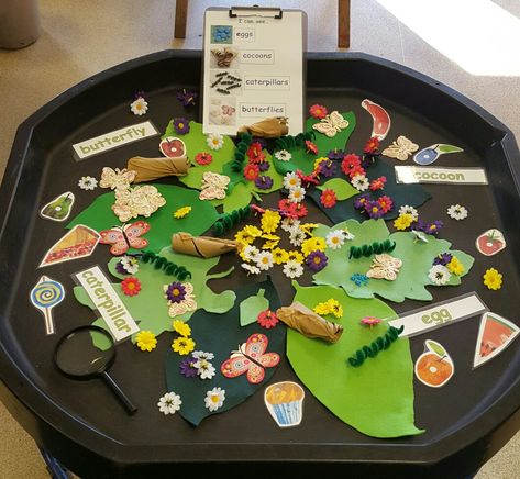 Hungry Caterpillar/Butterfly lifecycle tuff tray Lifecycle Activities, Hungry Caterpillar Tuff Tray, Eyfs Hungry Caterpillar Activities, Caterpillar Tuff Tray, Butterfly Tuff Tray Ideas, Hungry Caterpillar Tuff Tray Ideas, The Hungry Caterpillar Eyfs, Butterfly Tuff Tray, The Very Hungry Caterpillar Eyfs Tuff Tray