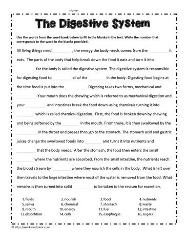 Digestive System Activities, 6th Grade Spelling Words, Digestive System Worksheet, Human Body Vocabulary, Human Body Worksheets, Cloze Activity, Elementary Physical Education, Reading Comprehension For Kids, Human Body Unit