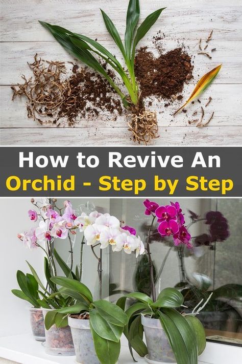 Revive Orchid Plant, How To Get An Orchid To Bloom Again, How To Save An Orchid, Reviving Orchid Plant, Caring For Orchids After Blooming, Repotting Orchids How To, How To Get Orchids To Bloom Again, How To Repot Orchids, Orchid Care For Beginners