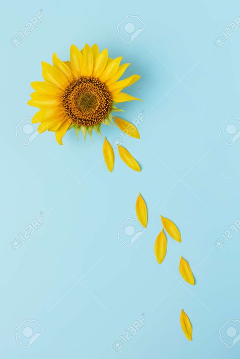 Sunflower Petals Drawing, Single Sunflower Drawing, Sunflower Petals, Sunflower With Petals Falling Tattoo, Sunflower Patch Garden, Bouquet Of Sunflowers Drawing, Stickers Sunflower, Sunflowers Transparent Background, Sunflower Patch