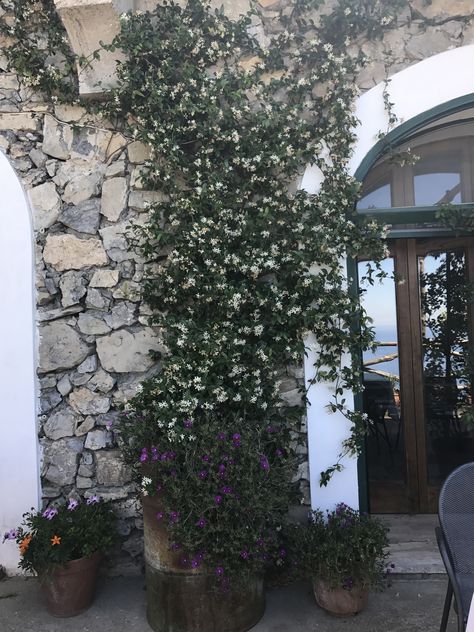 Old large bucket with trailing flowers/plants plus a climbing jasmine vine Non Invasive Climbing Vines, Trailing Jasmine, Climbing Jasmine, Jasmine Vine, Trailing Flowers, Climbing Vines, Container Garden, Pretty Plants, Flowers Plants