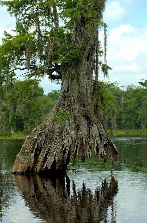 Earth Unreal Official Forum | Swamp Cypress also known as Bald Cypress Swamp Trees, Swamp Cypress, Dismal Swamp, Bald Cypress Tree, Weird Trees, Bald Cypress, Twisted Tree, Magical Tree, Old Tree