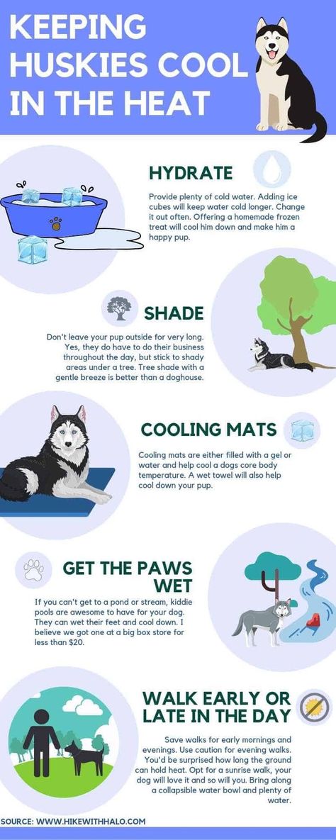 Husky Puppy Training, Husky Grooming, Siberian Husky Training, Husky Pups, Husky Training, Husky Facts, Husky Puppies, Husky Mom, Dog Things