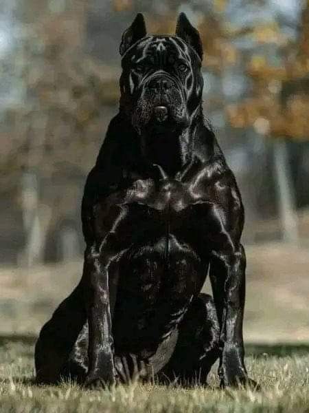 Scary Cane Corso, Huge Cane Corso, Black Cane Corso Puppies, Scary Dogs Breeds, Cane Corso Dog Puppies, Cane Corso Aesthetic, Black Cane Corso Dog, Cool Dog Breeds, Kane Corso