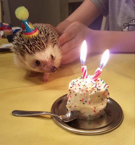 Happy Birthday Party Ideas, Drawing Hedgehog, Hedgehog Cage, Landak Mini, Hedgehog Cake, Funny Hedgehog, Hedgehog Birthday, Hedgehog Pet, A Hedgehog