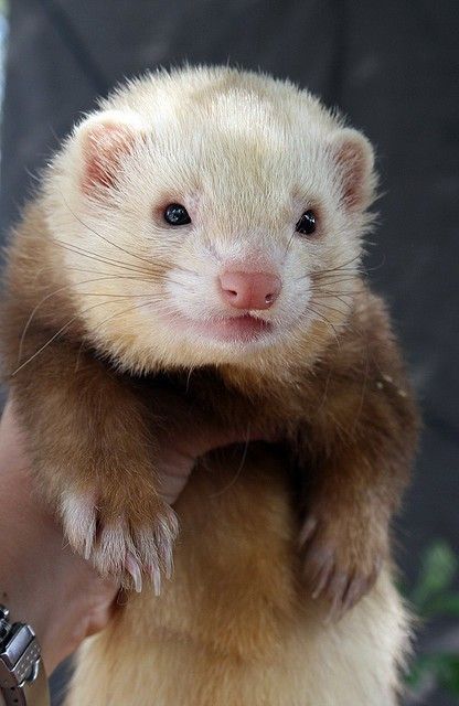 Baby Ferrets, Regard Animal, Funny Ferrets, A Ferret, Pet Ferret, Cute Ferrets, List Of Animals, Family Ideas, Animal Magic