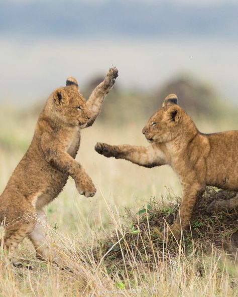 Marlon du Toit  (@marlondutoit) on Instagram: “Lion cubs at play on the open grasslands of the Masai Mara.” #Africa #Lion Lions Playing, Lion Playing, Lion Cubs Playing, Big Cat Family, Lion Cubs, Wildlife Photographer, Masai Mara, Lion Cub, Wild Creatures