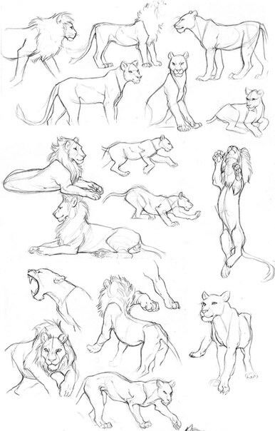 Lion Sketches, Lion Anatomy, Lion Sketch, Cat Drawing Tutorial, Lion Drawing, Animal Drawings Sketches, Big Cats Art, Animal Study, Lion Art