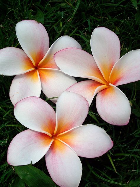 PLUMERIA / CHINESE MEANING:  In China, plumeria flowers are tokens of love. In China, it is not accustomed to share personal feelings, but giving a plumeria flower to your sweetheart has the same meaning as saying "I love you" or "You are special." Chinese consider plumerias even more precious than orchids.