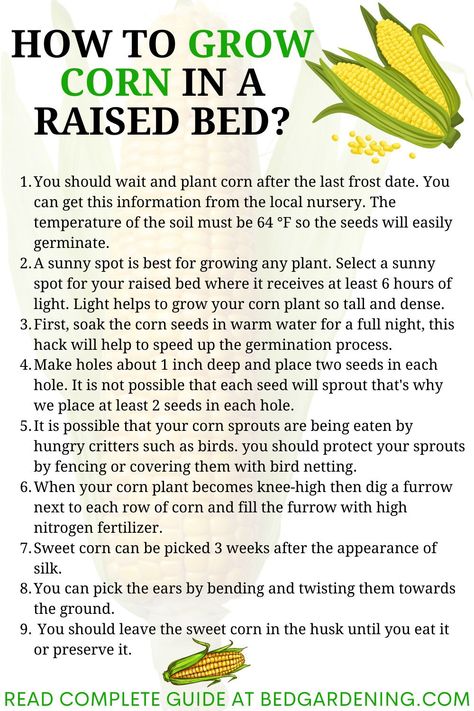 HOW TO GROW CORN IN A RAISED BED? You should choose that variety that can retain the sweetness for a long time after harvesting. As you are growing corn in a raised bed so the variety should be shorter one plus mature early. Plant Spacing In Raised Bed, Corn Growing Tips, Planting Corn In A Raised Bed, Corn In Raised Garden Bed, Growing Corn In Raised Bed, How To Grow Corn, Seed Binder, Farm Essentials, How To Plant Corn