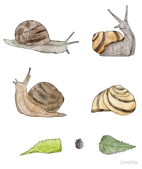 Garden Snail Illustration, Garden Snail Drawing, Snail Drawing Illustrations, Cute Snail Drawings, Bugs Illustration, Snail Watercolor, Watercolor For Kids, Watercolor Bugs, Snail Painting