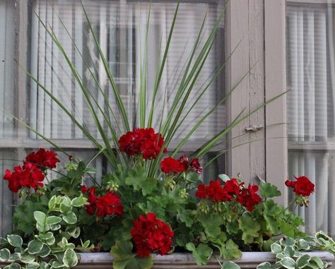 Geranium Planters, Plants For Planters, Front Porch Planters, Summer Planter, Planter Window, Container Garden Design, Front Garden Landscape, Porch Planters, Window Box Flowers