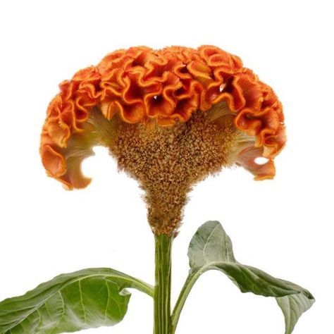 Act Orange Cut Flower Celosia Orange Celosia, Celosia Flower, Flower Types, Orange Cut, Pepper Seeds, Orange Art, Ground Cover, Types Of Flowers, Rehearsal Dinner