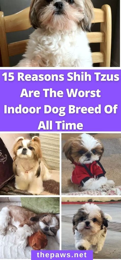 Please allow us to save you from making the worst decision in your life.; and that is to adopt a Shih Tzu. They are the scariest creatures and definitely not worth your time. here are 15 reasons why. Shih Tzu Puppy Training, Dog Grooming Shih Tzu, Shih Tzu Rescue, Shitzu Dogs, Shih Tzu Grooming, Shitzu Puppies, Indoor Dog, Bear Dog, Purebred Dogs