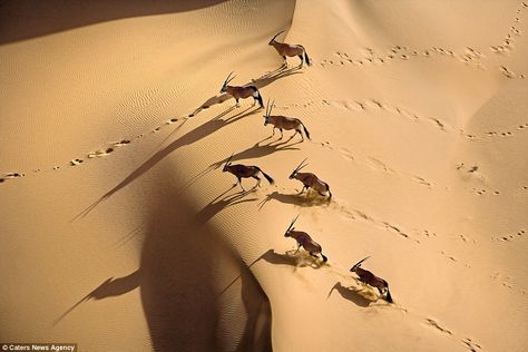 Pictured is a Gemsbok herd in Namibia. Gemsbok are able to survive in even the harshest co... Cactus Photos, Chobe National Park, Namibia Africa, Desert Photography, Mule Deer, Kruger National Park, Manx, Out Of Africa, African Wildlife