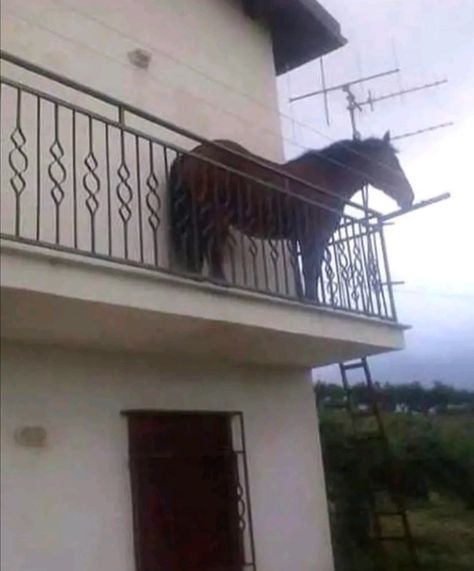 horse on a balcony meme Horse Icon, Cute Squishies, Funny Horses, Horse Boarding, Horse Aesthetic, Animal Icon, Funny Horse, Cute Horses, Silly Animals