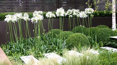 White Agapanthus, Boxwood Hedges, Agapanthus Plant, Planting Combinations, Villa Garden, Beach Garden, Modern Garden Design, Moon Garden, Contemporary Garden