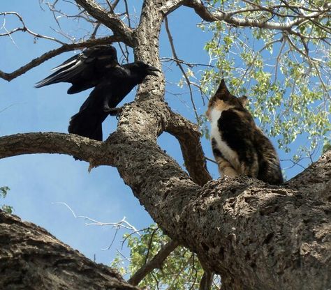 Crow friend visits Bella Bald Eagle, Kitty, Animals