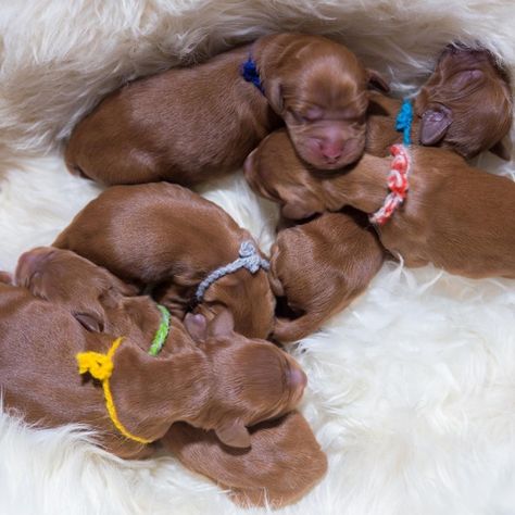 Newborn Puppy Care, Puppy Feeding Schedule, Puppy Crate, Puppy Mom, Newborn Puppies, Mom Schedule, Dog Nutrition, Puppy Care, Weimaraner