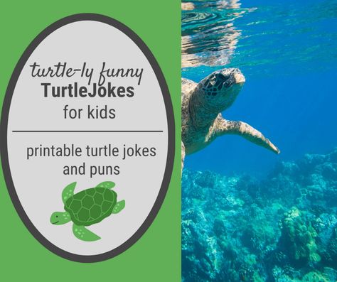 Turtle Jokes for Kids that will Bring You Out of Your Shell Turtle Puns Funny, Turtle Sayings, Turtle Jokes, Jokes Knock Knock, Turtle Puns, Puns For Kids, Chicken Jokes, Funny Turtle, Turtles Funny