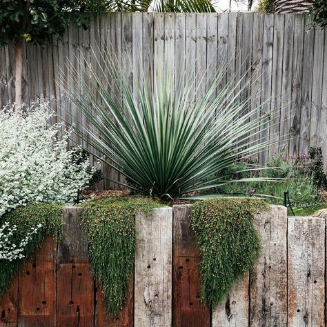 @exotic_nurseries shared a photo on Instagram: “Nolina Nelsonii being the hero that it is  Project by @fig_landscapes  Plants supplied by @exotic_nurseries  Proud partner @aildm_aus…” • Apr 25, 2020 at 10:26pm UTC Custom Backyard, Shade Grass, Australian Native Garden, Backyard Plants, Australian Garden, Modern Garden Design, Shade Perennials, Plant Supplies, Native Garden