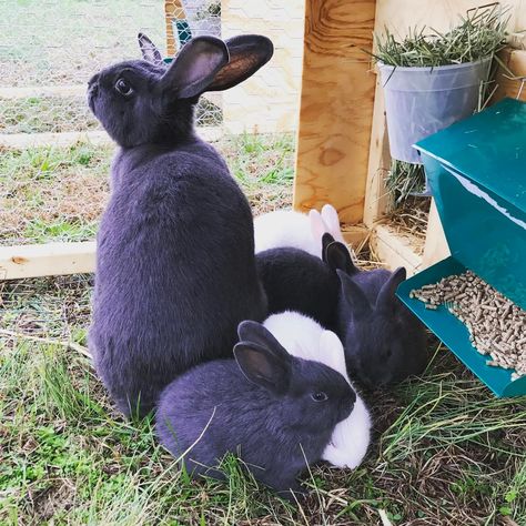 American Blue Rabbit, Raising Rabbits For Meat, Raising Rabbits, White Rabbits, Blue Bunny, Pet Treats, Survival Prepping, Bunny Rabbit, Guinea Pigs