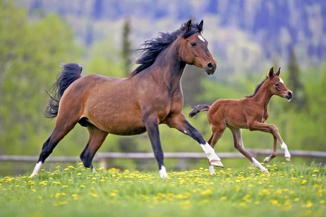 Mare Horse, Bay Horse, Horse Videos, Two Horses, Horse Trailers, Horse Life, Animal Posters, White Horse, Horse Girl