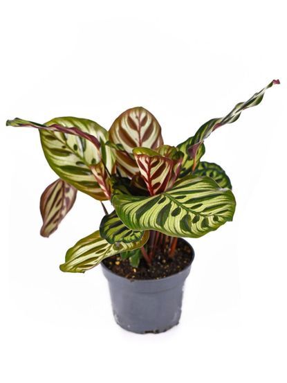 Calathea Makoyana, Propagation Tips, Peacock Plant, Calathea Plant, Plant Propagation, Plant Information, Propagating Plants, Plant Care, House Plants