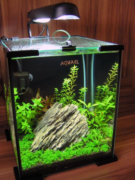 Aquael shrimp set 20l nano aquarium Nano Aquascape, Aquascape Ideas, Tank Plants, Amazing Aquariums, Aquascape Design, Fish Tank Design, Betta Aquarium, Tropical Fish Aquarium, Aquarium Terrarium