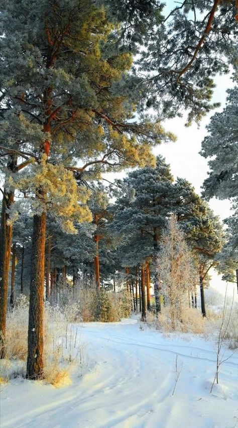 Retreat Cabin, Wallpaper Winter, Winter Scenery, Winter Magic, Winter Pictures, Winter Aesthetic, Nature Aesthetic, Winter Photography, Winter Landscape