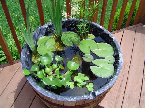 Barrel fish pond Container Pond, Tanaman Air, Watering Garden, Mini Pond, Container Water Gardens, Patio Pond, Moving Art, Taman Air, Modern Ideas