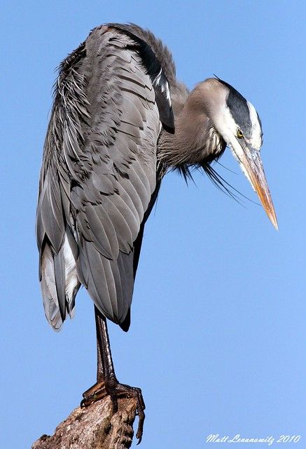 Heron Photography, Heron Art, Watercolor Paintings Of Animals, British Birds, World Birds, Great Blue Heron, Bird Photos, Herons, Nature Birds