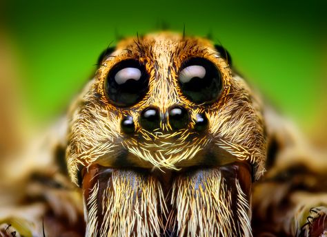 Spider Face, Spiders And Snakes, Spider Silk, Wolf Spider, Jumping Spider, Staring At You, Creepy Crawlies, Arthropods, Arachnids