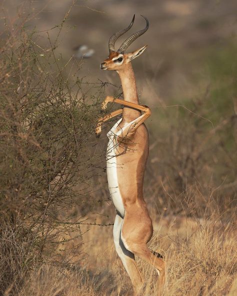 7,198 Me gusta, 84 comentarios - Wildlife Planet (@wildlifeplanet) en Instagram: "The gerenuk has unique adaptations in the pelvic region allowing it to stand up on its hind legs…" In The Wild, The Wild