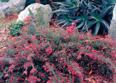 Low Growing Ground Cover, Longwood Garden, Low Water Landscaping, Ground Covers, Planting Shrubs, How To Attract Birds, Sun And Water, Water Flowers, Small Trees