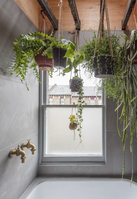 Succulents and other hanging plants in architect Simon Astridge's own London bathroom. Nicholas Worley photo. Bathroom Plants Decor, Japanese Style Bathroom, Plants Hanging, Small Indoor Plants, Hanging Plants Indoor, Bathroom Plants, Cactus Decor, Filter Air, Ceiling Hanging