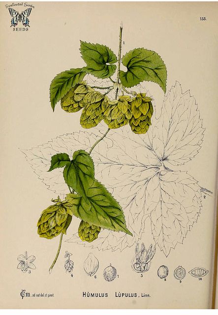 Hops vine. Humulus lupulus. The fragrant flowers of this vine, provide bitterness, flavor, and preservative properties. | by Swallowtail Garden Seeds Hops Vine, Chives Plant, Cilantro Plant, Hops Plant, Growing Raspberries, Humulus Lupulus, Outdoor Herb Garden, Mint Plants, Perennial Herbs