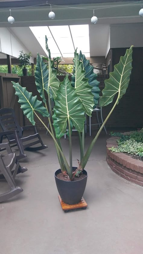 Alocasia Sarian, Alocasia Plant, Well Mannered, Elephant Ear Plant, Plant Decor Indoor, Elephant Ears, House Plants Decor, House Plants Indoor, Tropical Landscaping