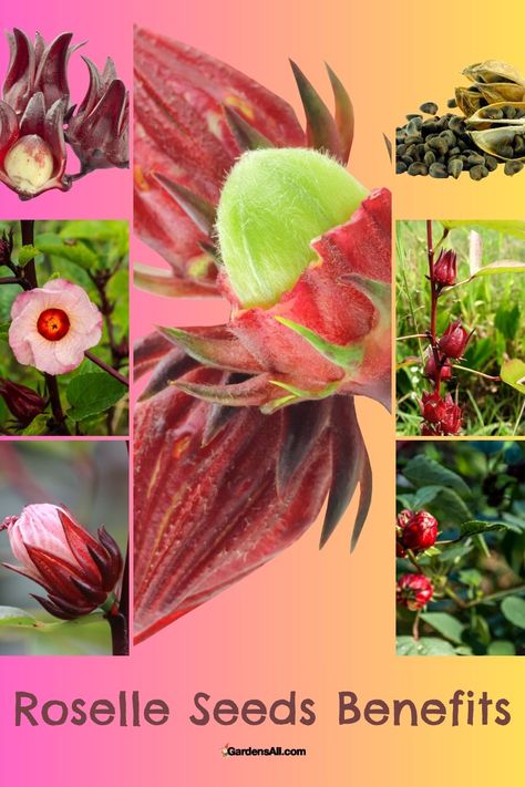 Roselle Seeds Benefits Garden Preserving, Roselle Plant, Seeds Benefits, Edible Landscaping, Garden Recipes, Seed Pods, Edible Garden, Backyard Ideas, Permaculture