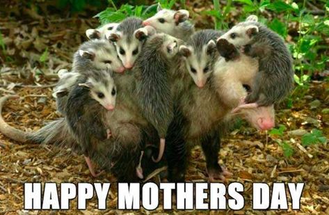 19 Funny Mother's Day Memes To Give Mom A Laugh - Care.com Weird Animal Facts, Baby Opossum, Baby Possum, Awesome Possum, Baby Animals Funny, Animal Facts, Weird Animals, A Group, Beautiful Creatures