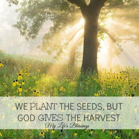 Harvest Quotes From Bible. QuotesGram by @quotesgram Trees And Flowers, Wildflower Garden, How To Attract Birds, Wildlife Habitat, Les Cascades, Black Eyed Susan, The Meadows, Garden Cottage, Trees And Shrubs