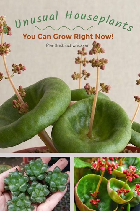 https://plantinstructions.com/plants/5-unusual-houseplants-you-never-knew-about/ Unusual Houseplants, Weird Plants, Inside Plants, Unusual Plants, Rare Flowers, House Plants Indoor, Deco Floral, Growing Indoors, Succulents Garden