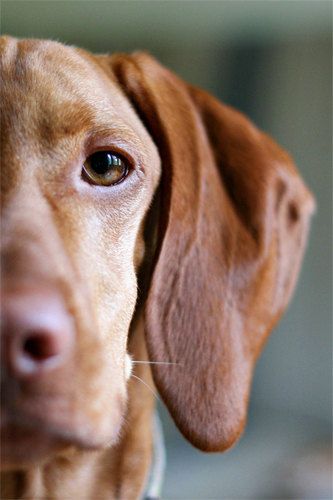 ♥ Regard Animal, Hungarian Vizsla, Vizsla Dogs, Vizsla Puppies, Photography Prints Art, Dolly Parton, Dog Photography, Baby Dogs, Dog Portraits