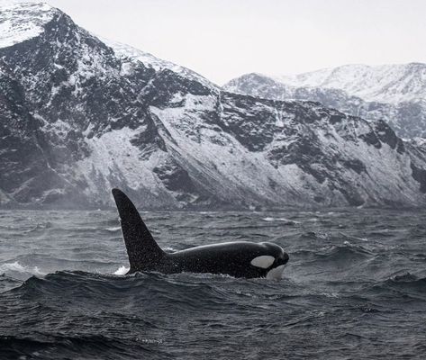 Tromso Norway, Orca Whales, Seaside Beach, Killer Whale, Ocean Vibes, Tromso, Killer Whales, Zoology, Animal Photo